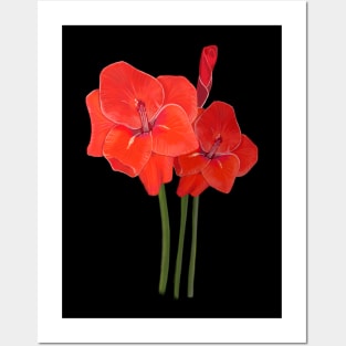 Amaryllis Posters and Art